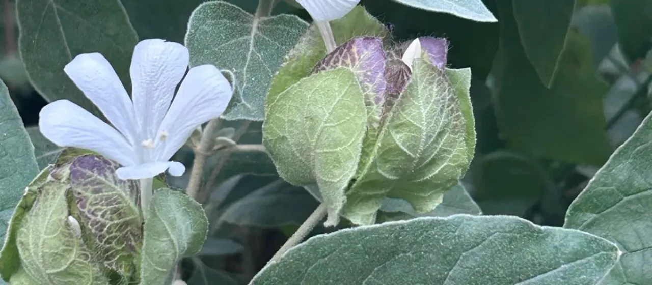 Barleria albostellata
