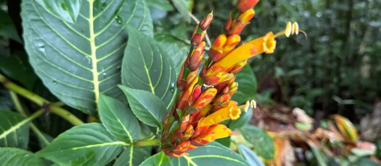 Sanchezia parvibracteata