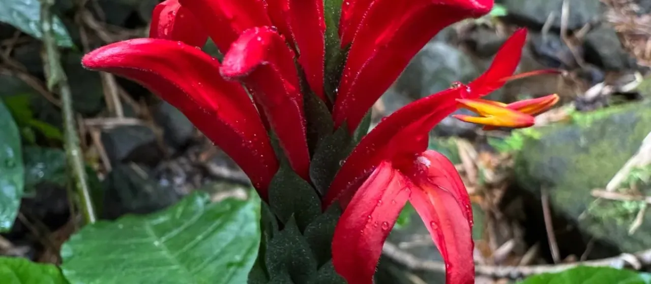 Pachystachys spicata