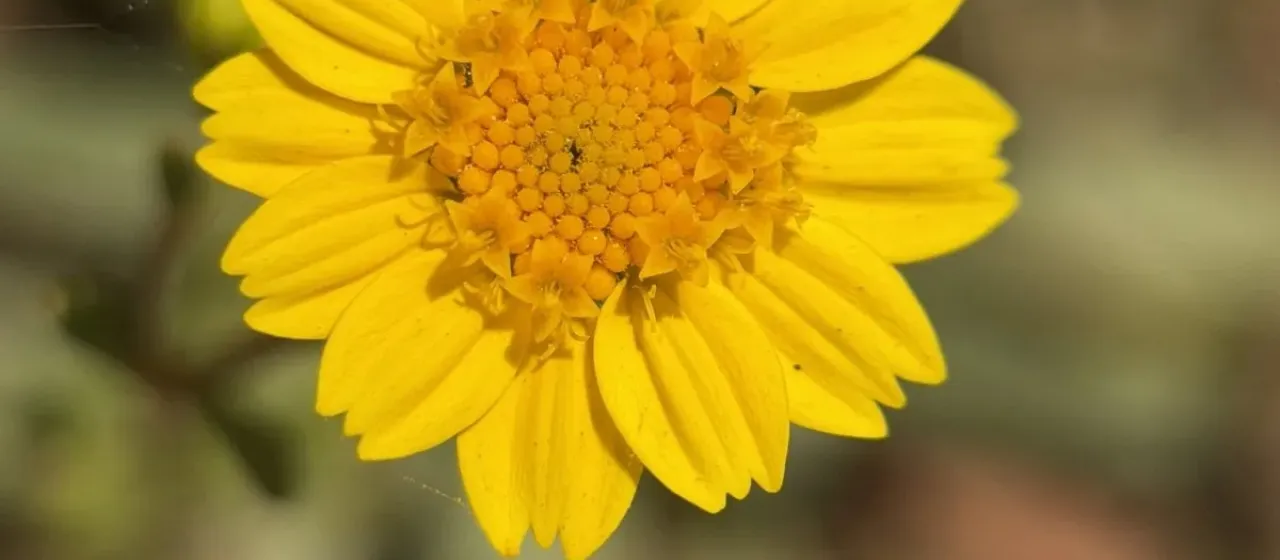 Ластения калифорнийская