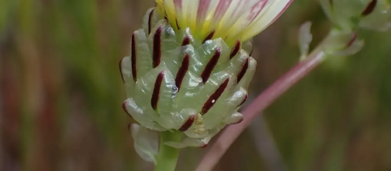 Malacothrix coulteri