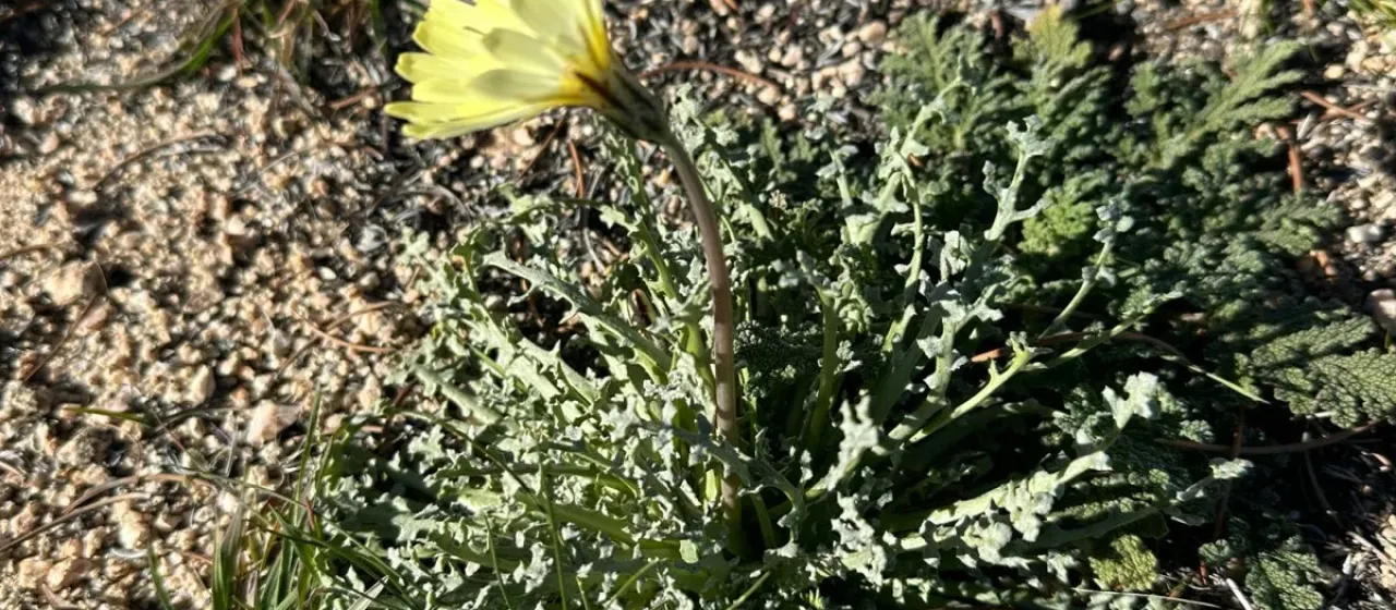Anisocoma acaulis