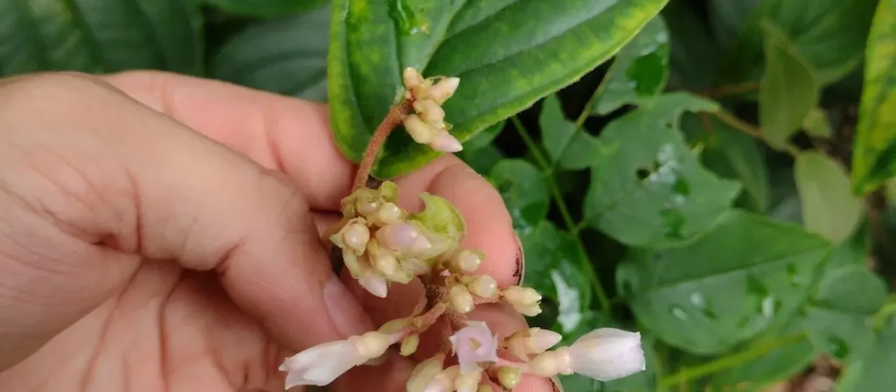 Medinilla venosa