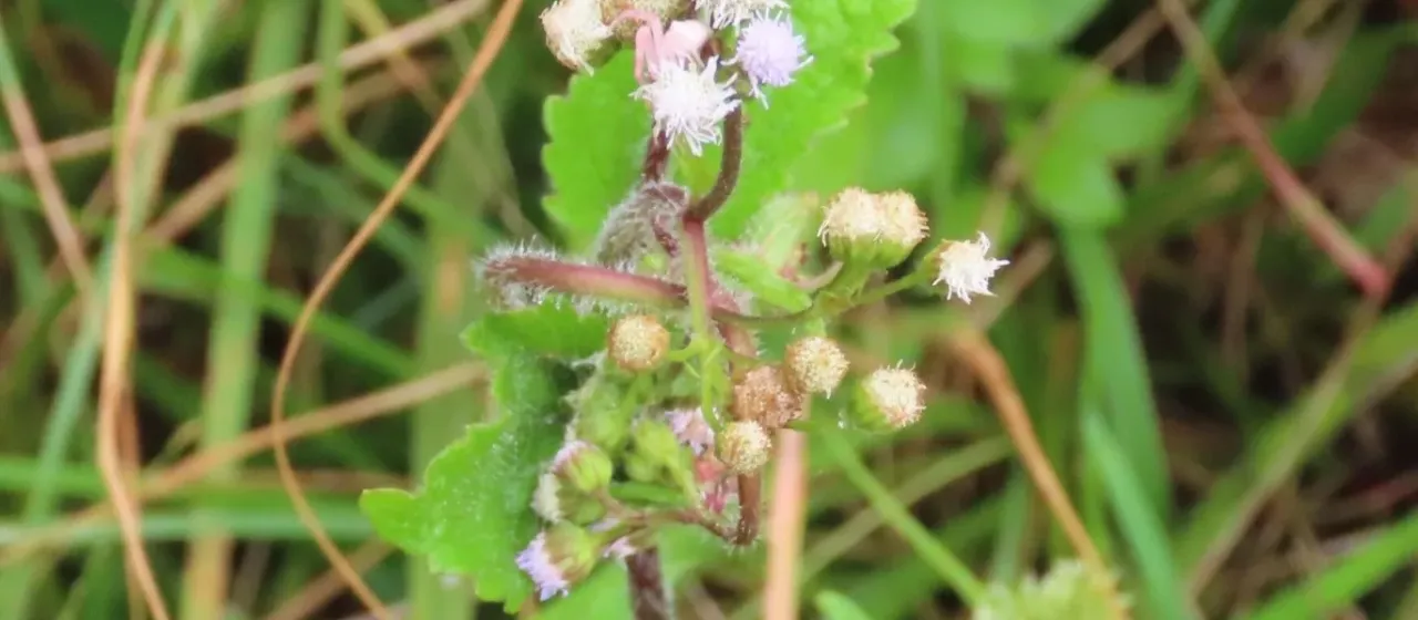 Billygoat weed