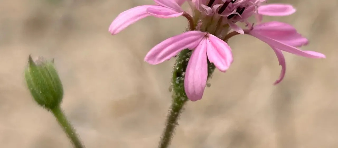 Palafoxia sphacelata
