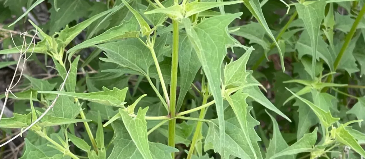 Pericome caudata