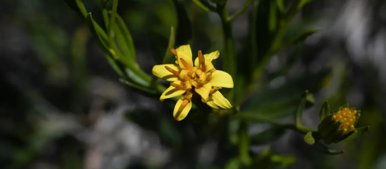 Trixis californica