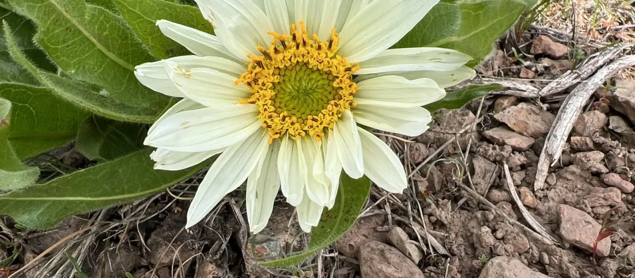 Wyethia helianthoides