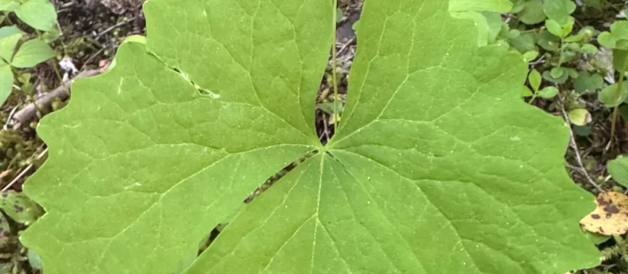 Achlys californica