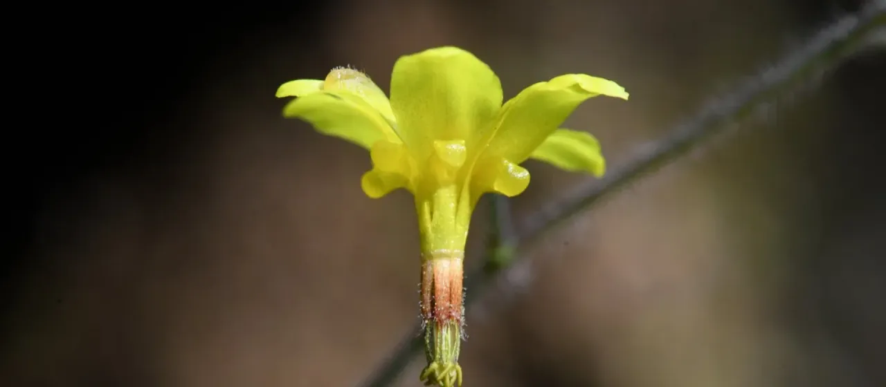Vancouveria chrysantha