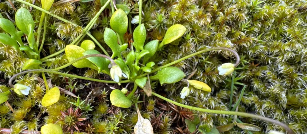 Idahoa scapigera
