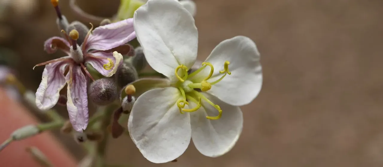 Nerisyrenia camporum