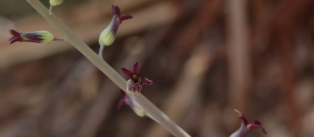 Heart-leaf twistflower