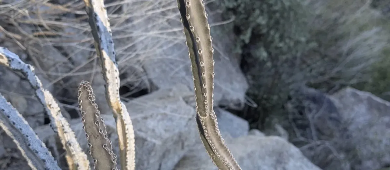 Peniocereus greggii