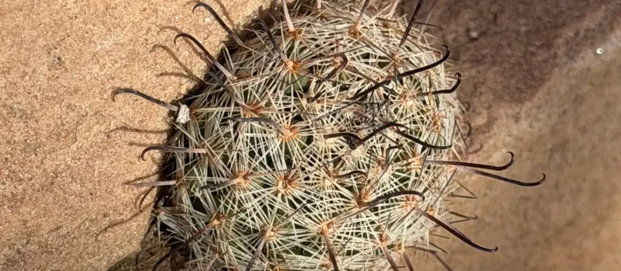 Cochemiea grahamii