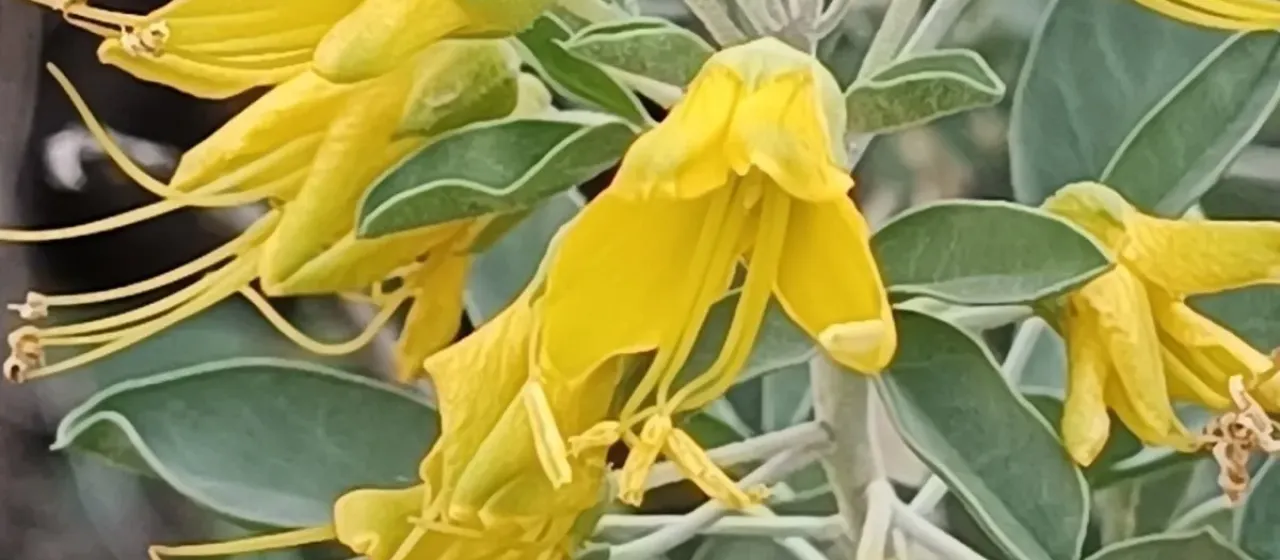 Bladderpod