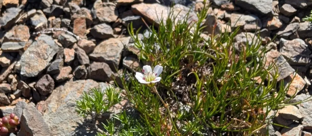 Eremogone capillaris