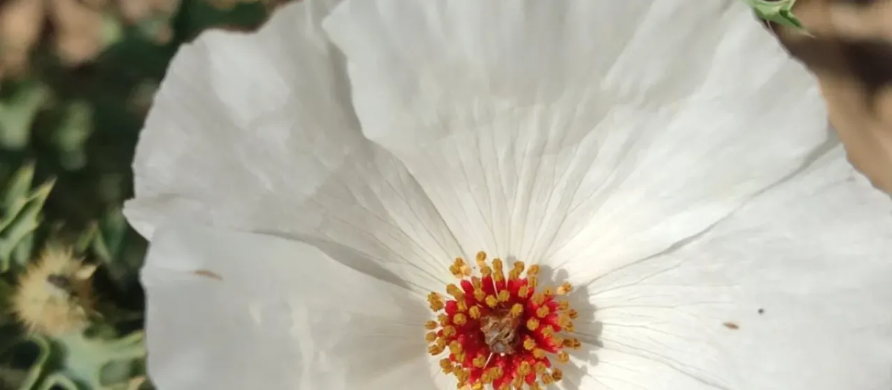 Crested prickly poppy