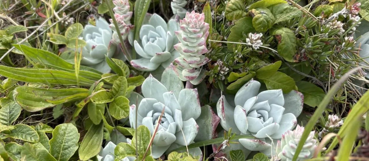 Dudleya farinosa