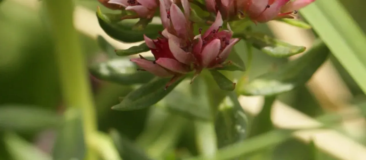 Родиола розовая (редкая форма Rhodiola rhodantha)