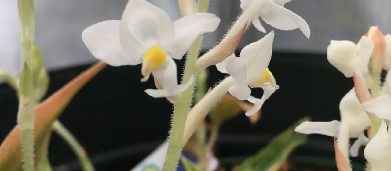 Ludisia