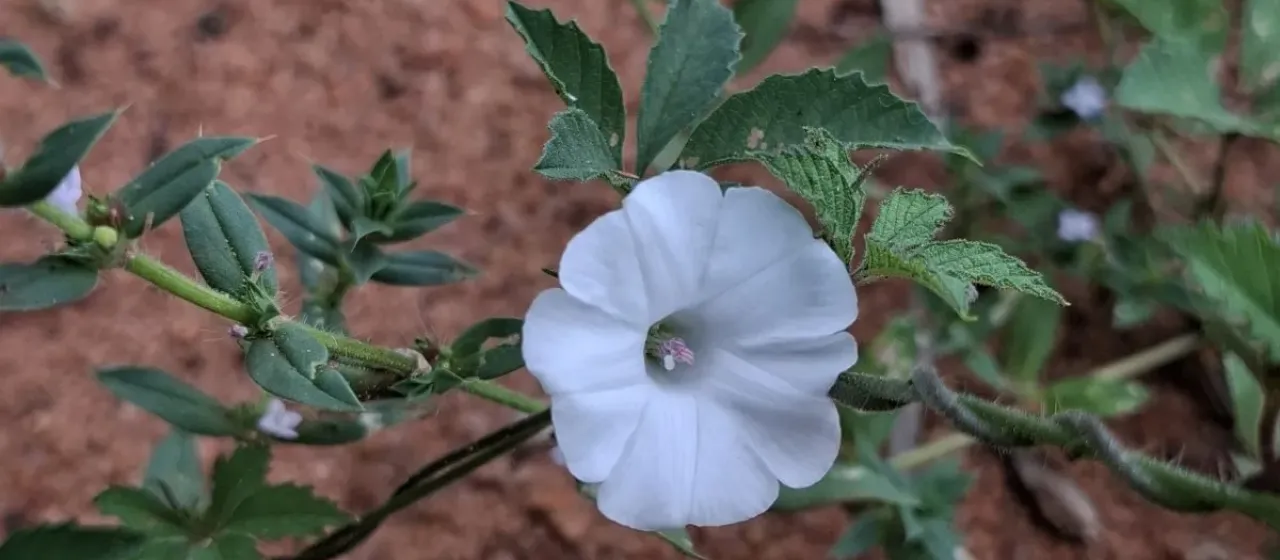 Distimake cissoides
