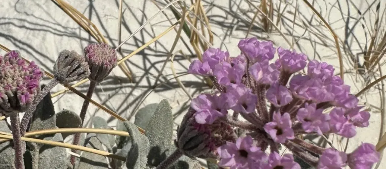 Abronia angustifolia