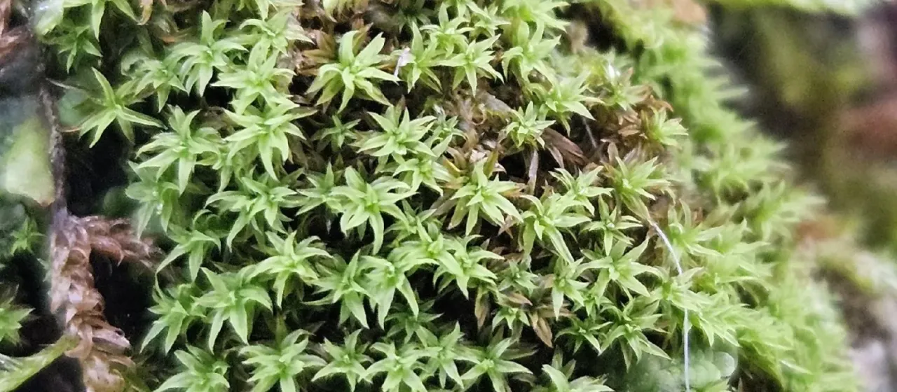 Zygodon viridissimus