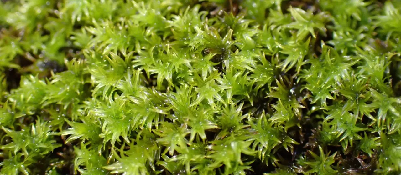Zygodon gracilis