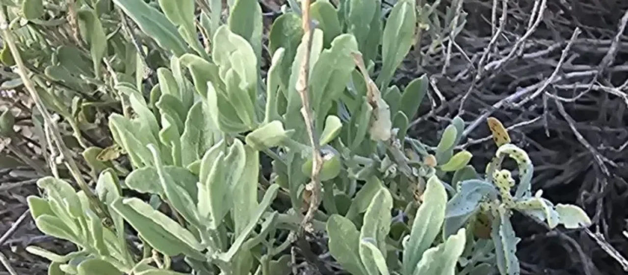 Zuckia brandegeei