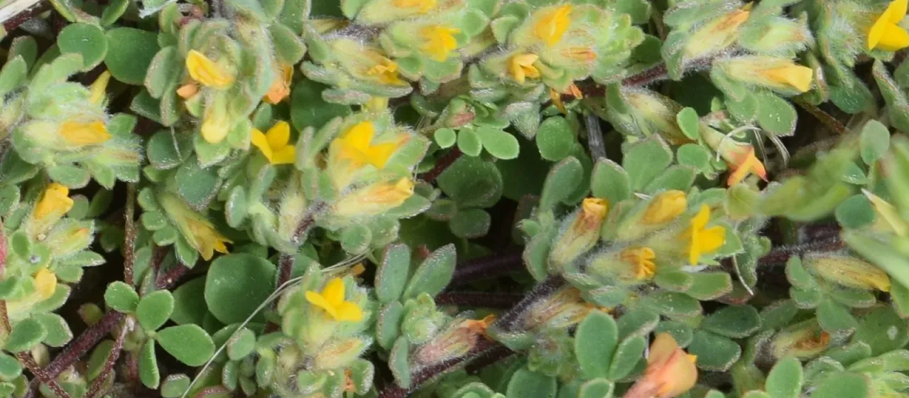 Acmispon brachycarpus