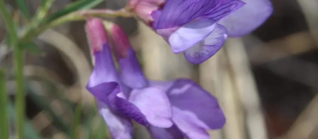 American vetch