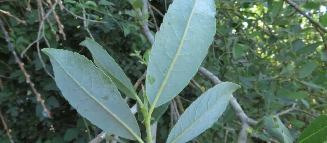 Apennine willow