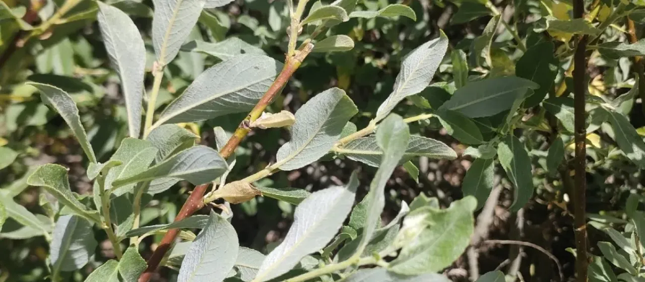 Cantabrian willow