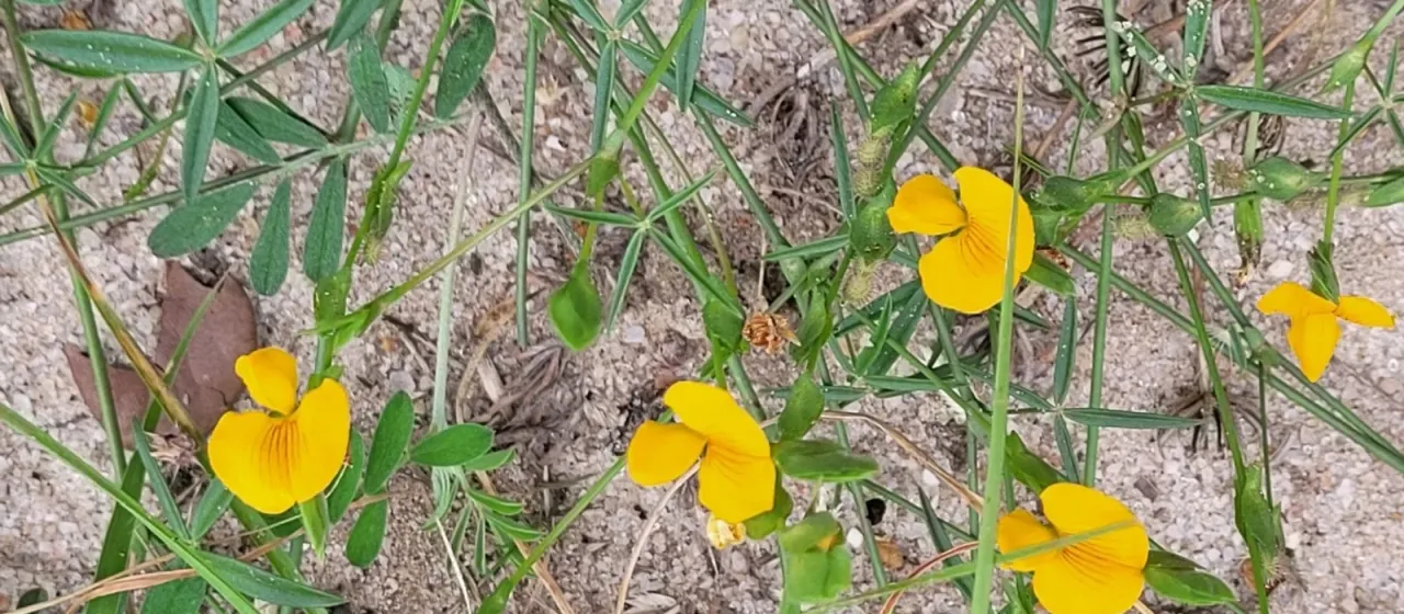 Zornia bracteata