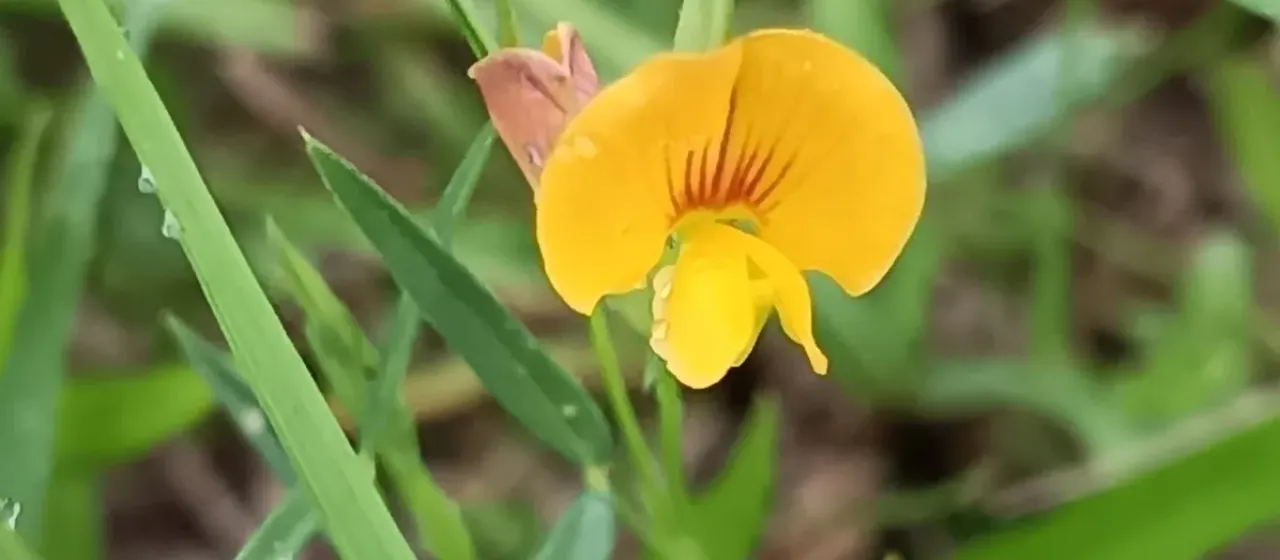 Zornia gemella