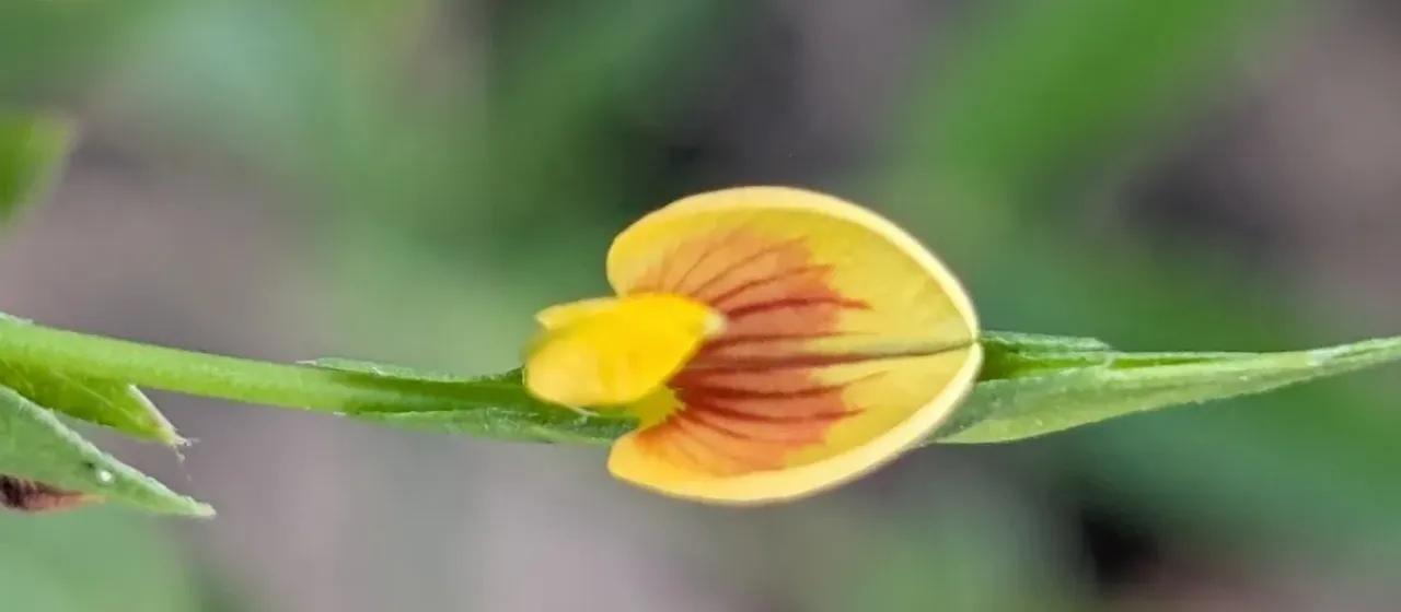 Zornia gibbosa