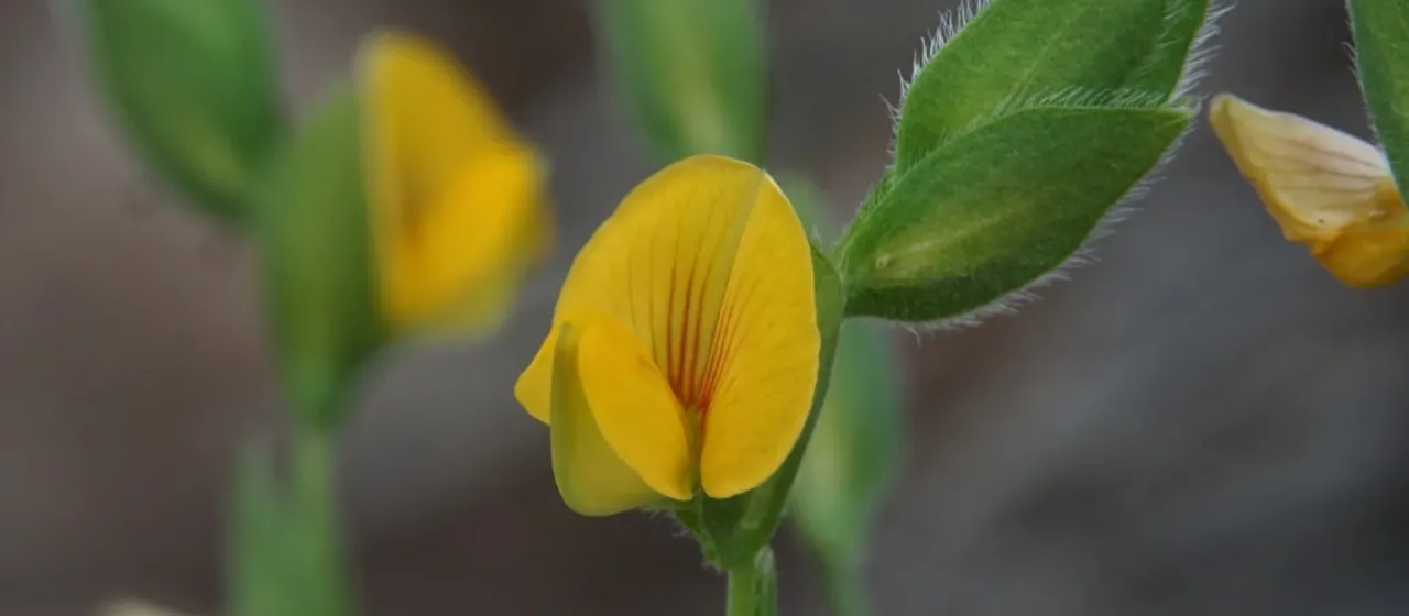 Zornia reticulata
