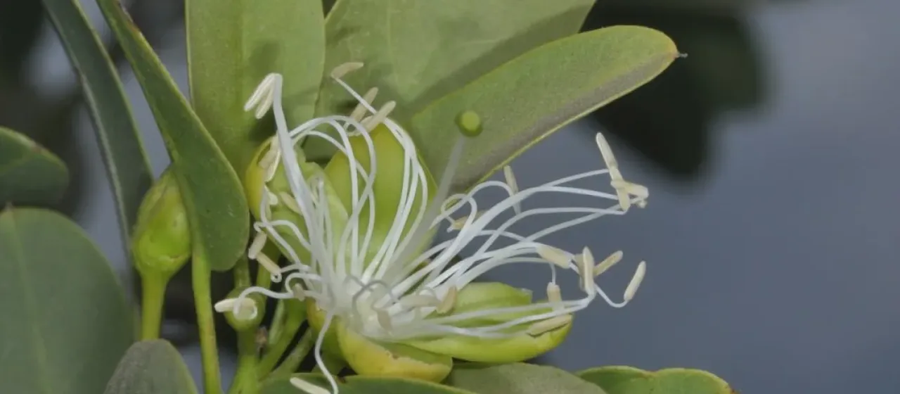 Anisocapparis speciosa