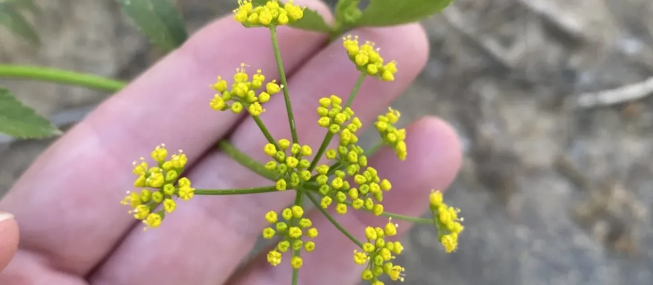 Three-leaved zizia