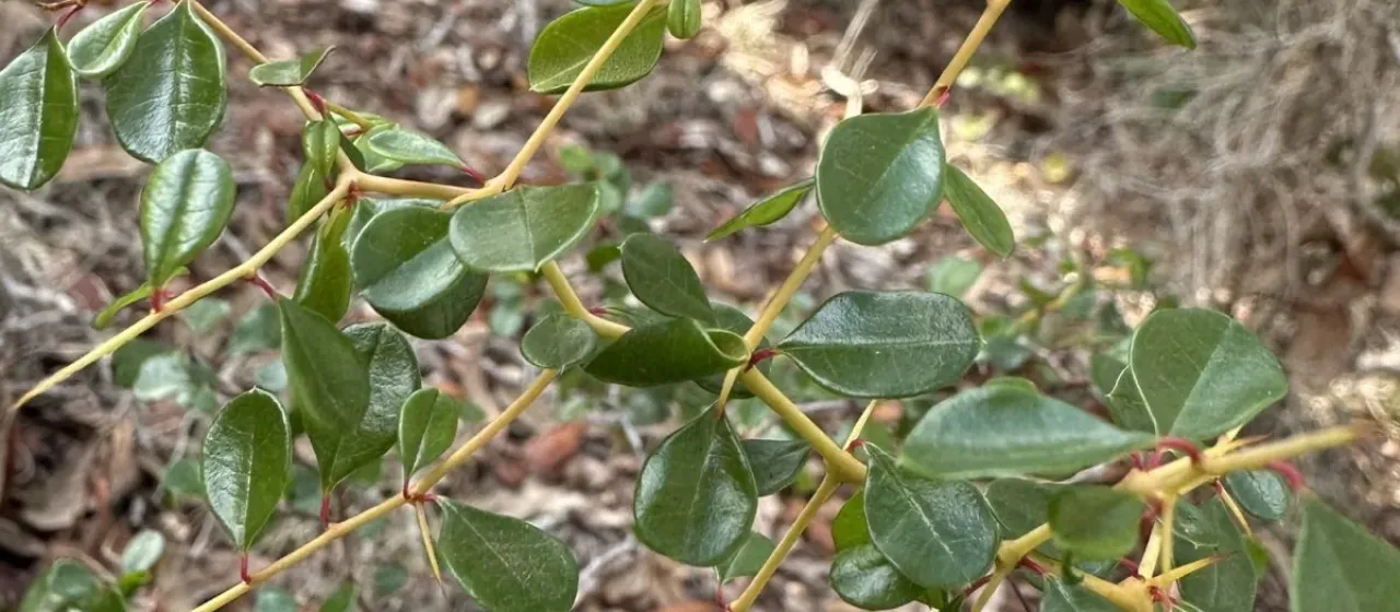 Ziziphus celata