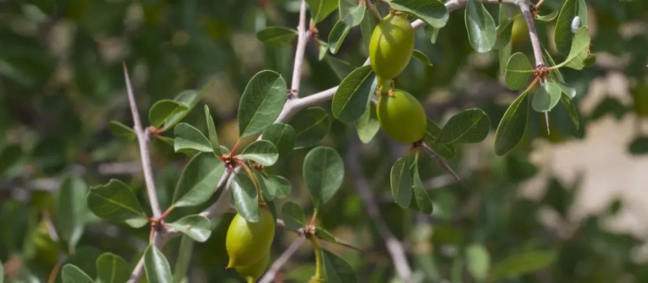 Parry's jujube