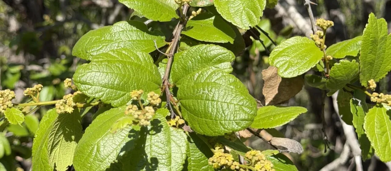 Ziziphus reticulata