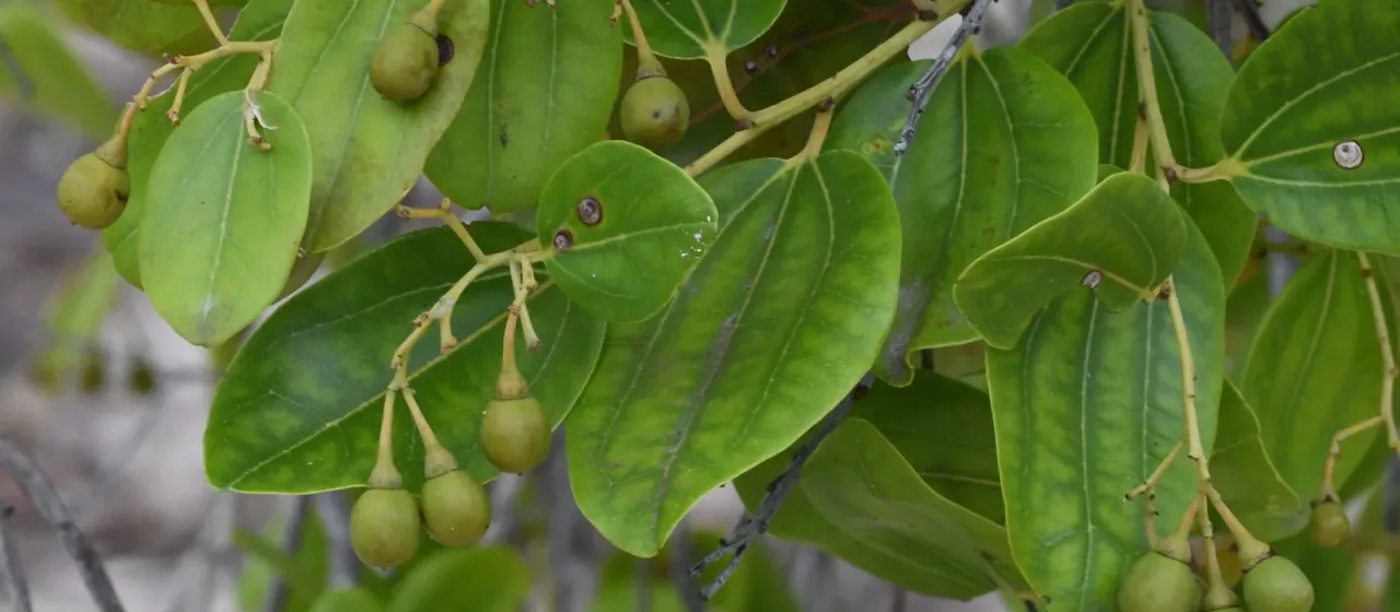 Ziziphus rignonii