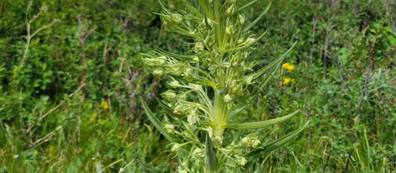 Monument plant
