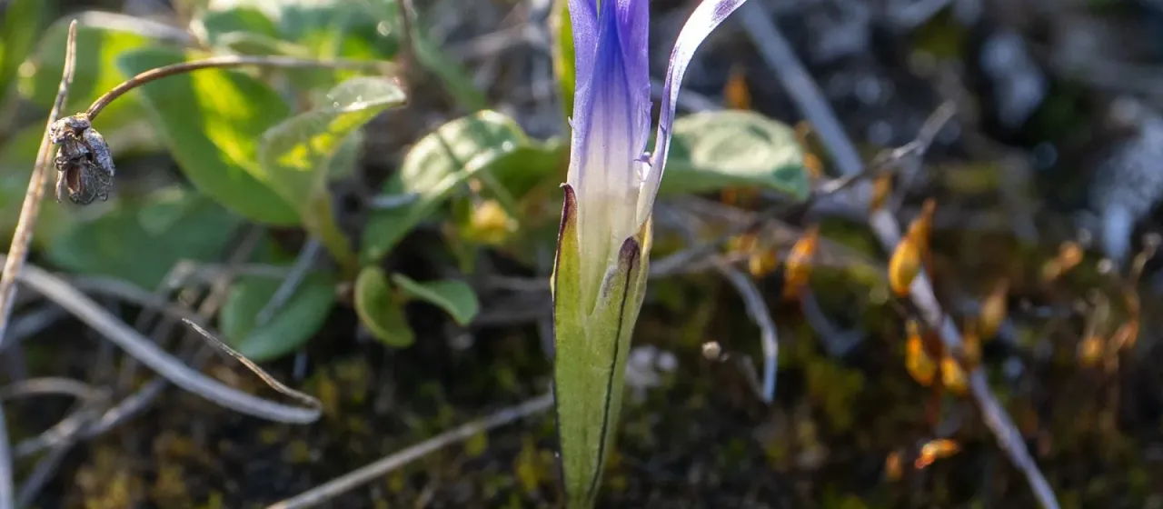 Small fringed gentian