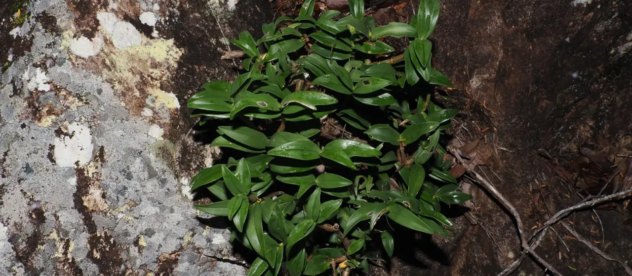King's dendrobium