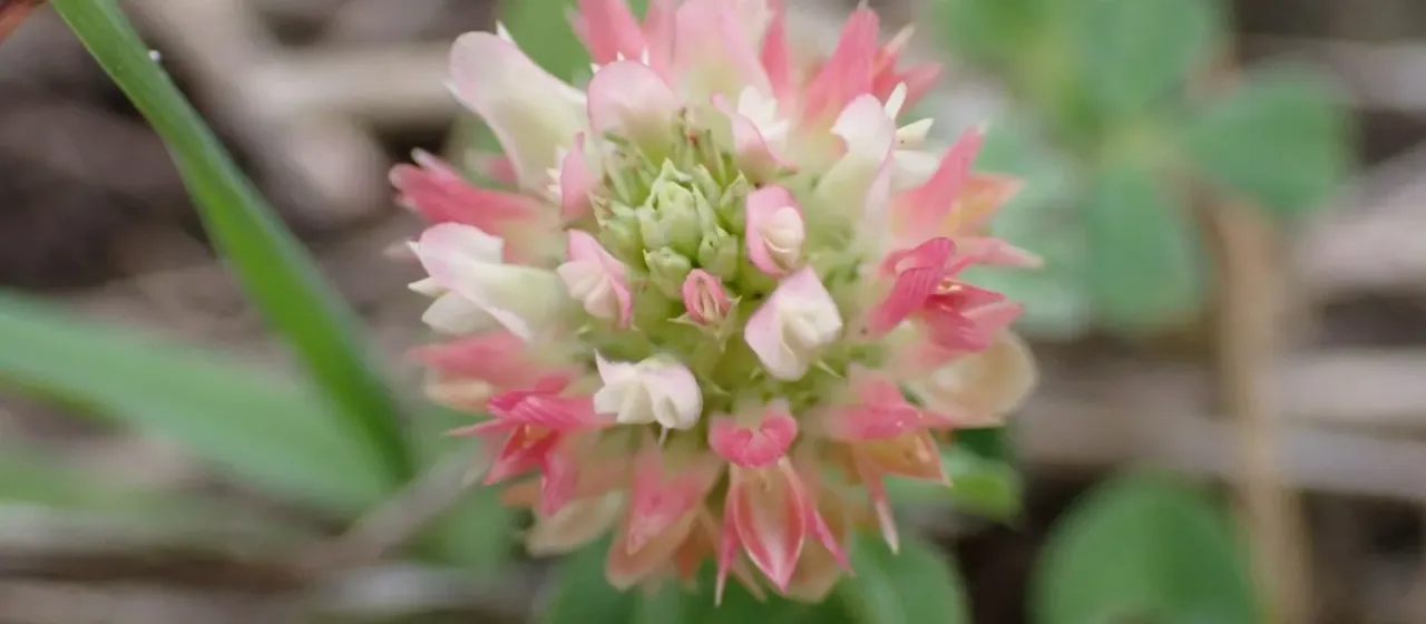 Sharp clover