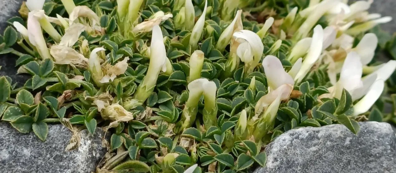 One-flowered clover
