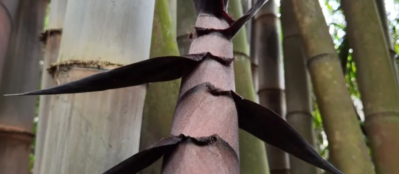 Rough giant bamboo